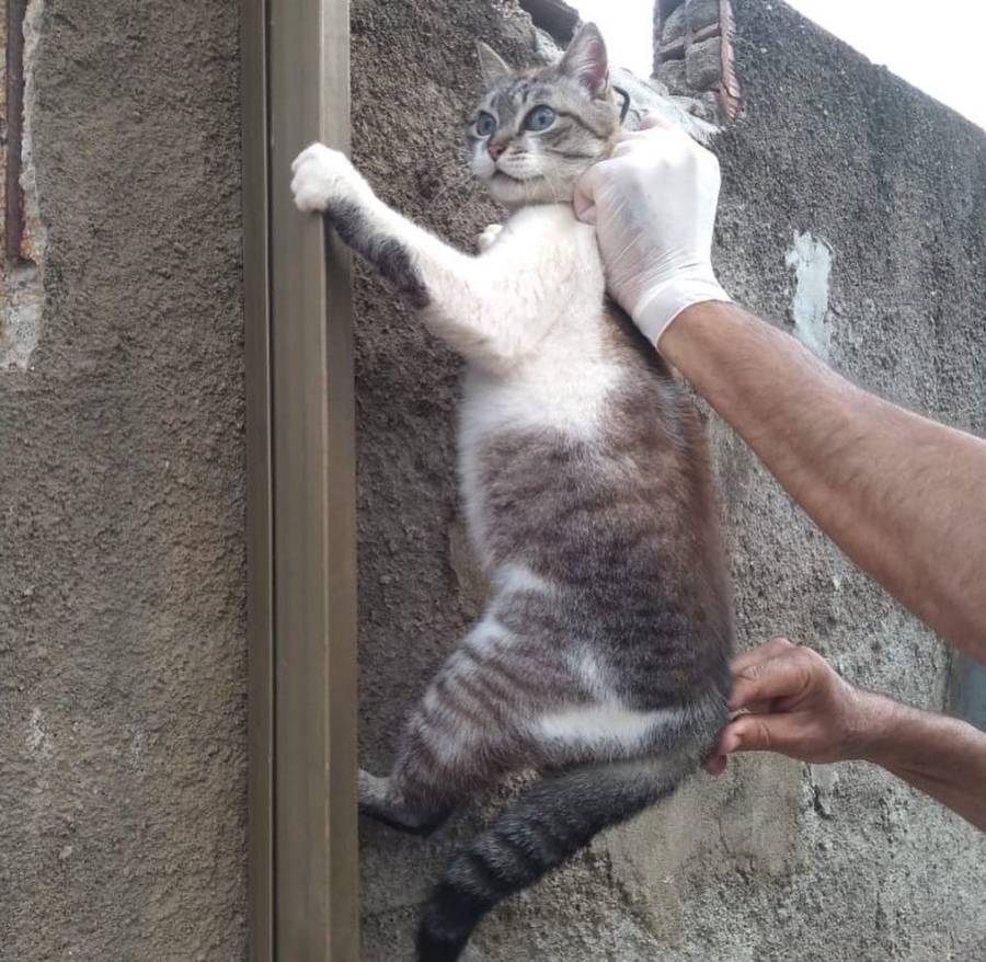 DIA D DE VACINAÇÃO ANTIRRÁBICA