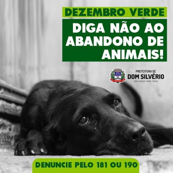 DEZEMBRO VERDE: DIGA NÃO AO ABANDONO DE ANIMAIS